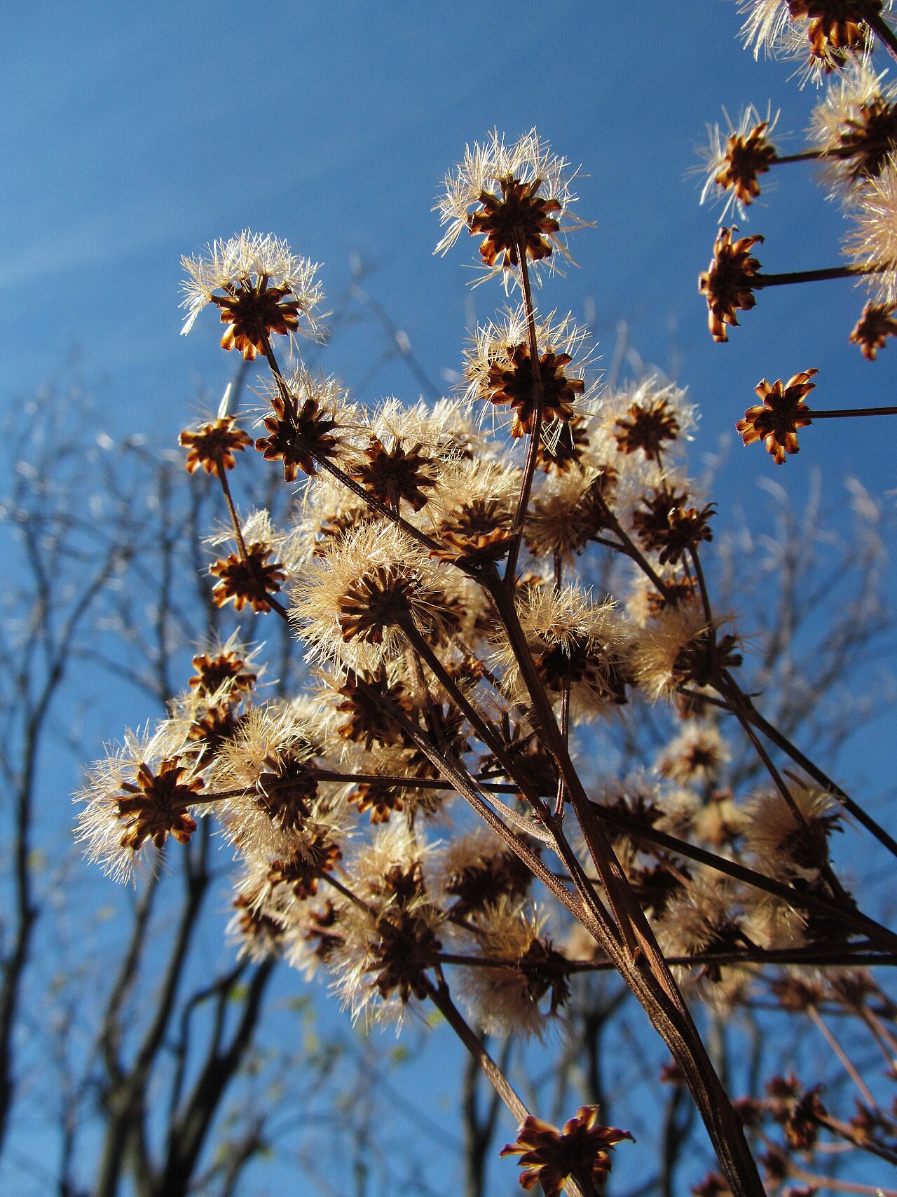 Giant Ironweed (Vernonia gigantea) - PlantNative.org Mature giant ironweed seed heads in Pittsburgh, Pennsylvania, in November.