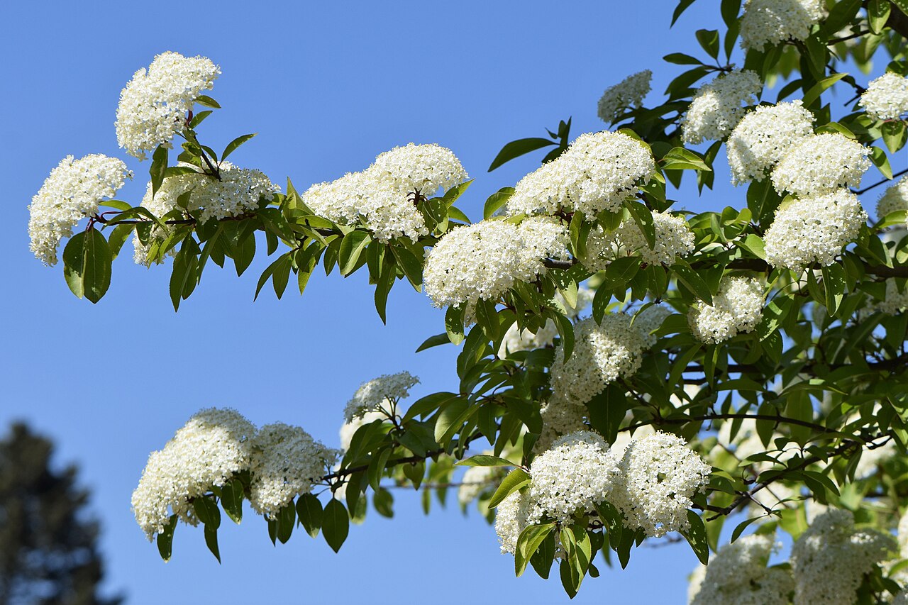 Viburnum prunifolium flowers