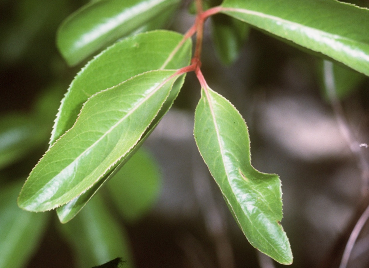 Viburnum prunifolium foliage and growth habit