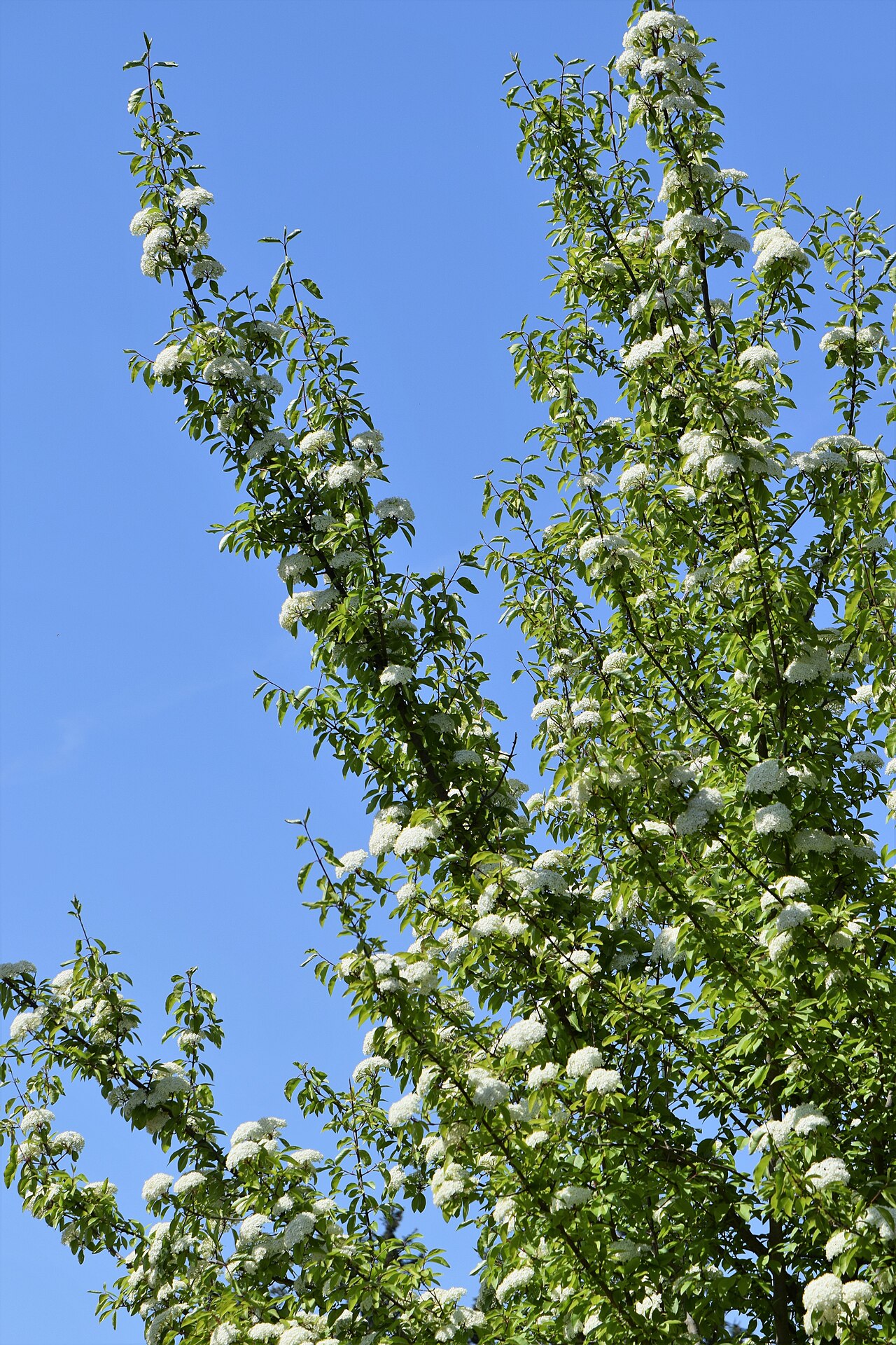 Viburnum prunifolium growth and seasonal features