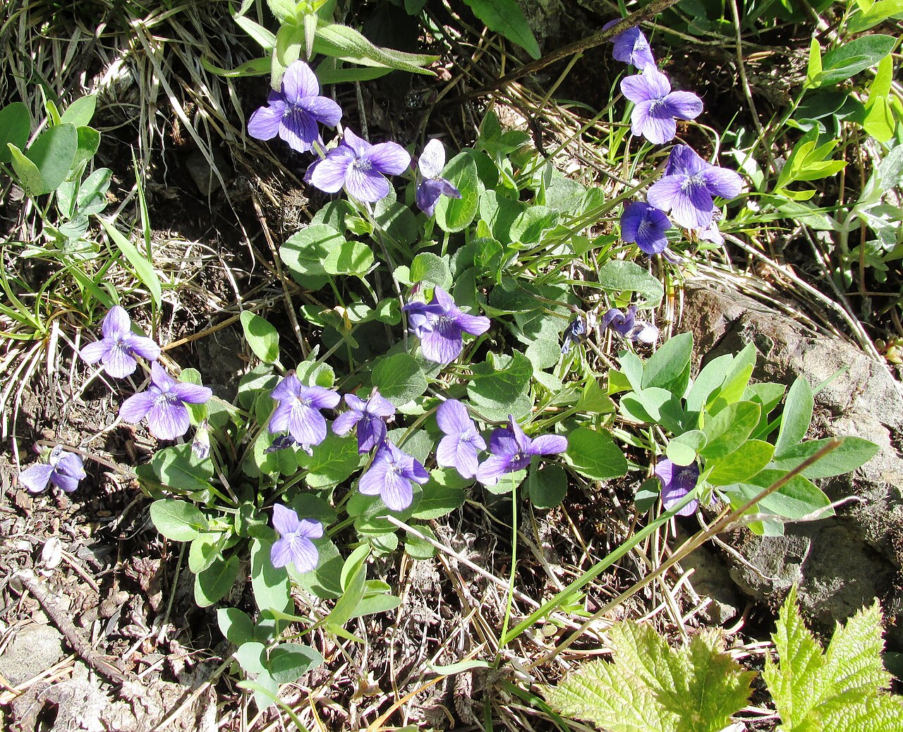 Early blue violet flowering on Mount Townsend in Washington’s Olympic National Forest.