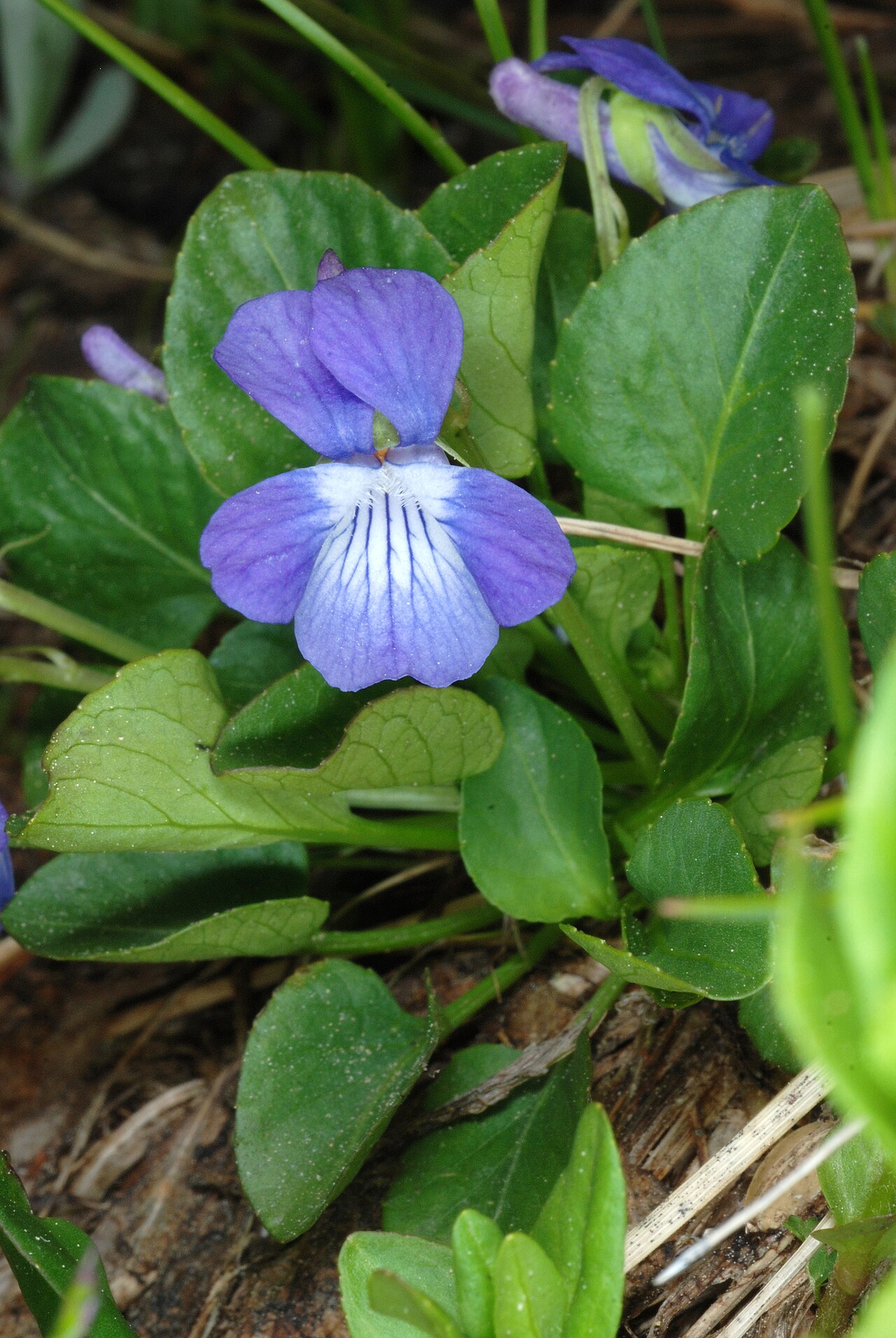 Viola adunca flowers and low green foliage, showing the pale, veined throat.