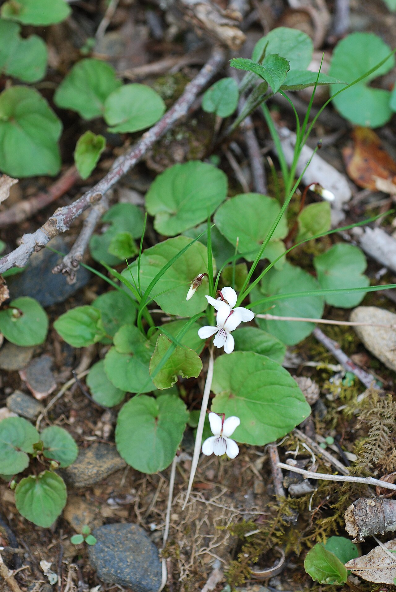 Sweet White Violet (Viola blanda) - PlantNative.org Sweet white violet foliage and flowers, photographed by botanist Douglas Goldman.