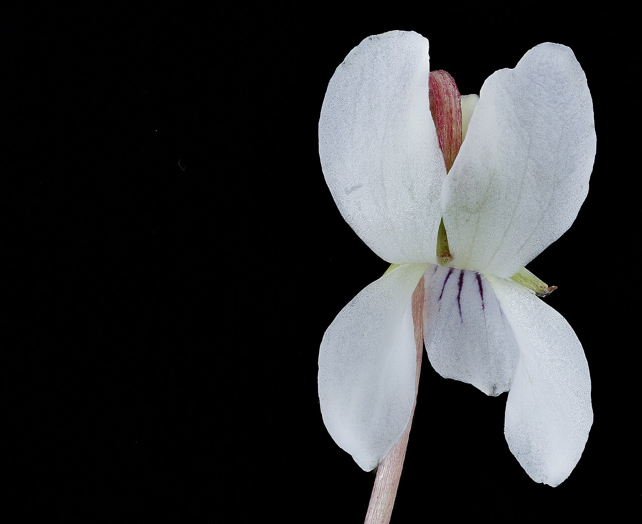 Sweet White Violet (Viola blanda) - PlantNative.org A detailed sweet white violet flower from Howard County, Maryland, photographed by the USGS Bee Inventory and Monitoring Lab.