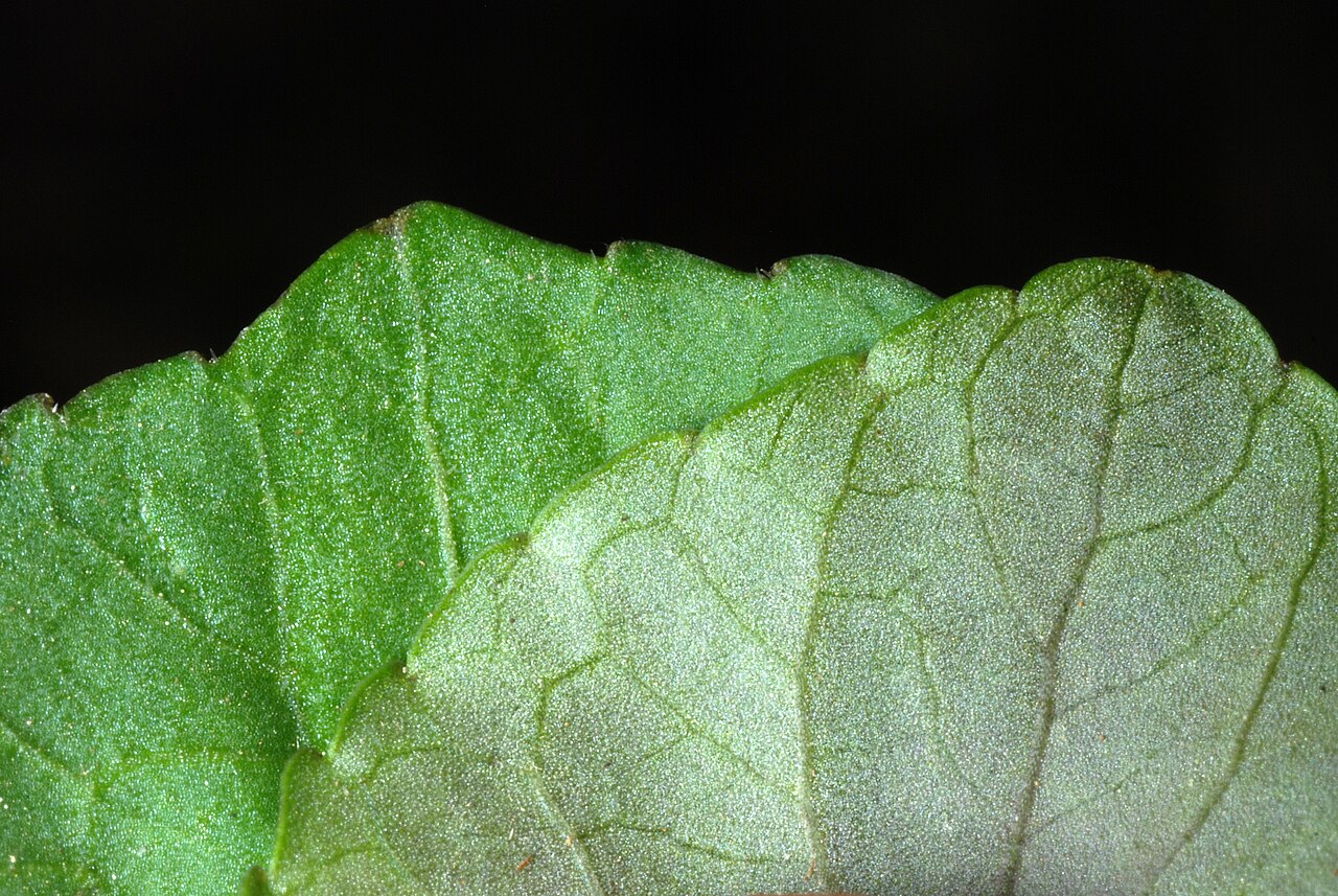 Sweet White Violet (Viola blanda) - PlantNative.org Close view of a sweet white violet leaf, photographed by Douglas Goldman.