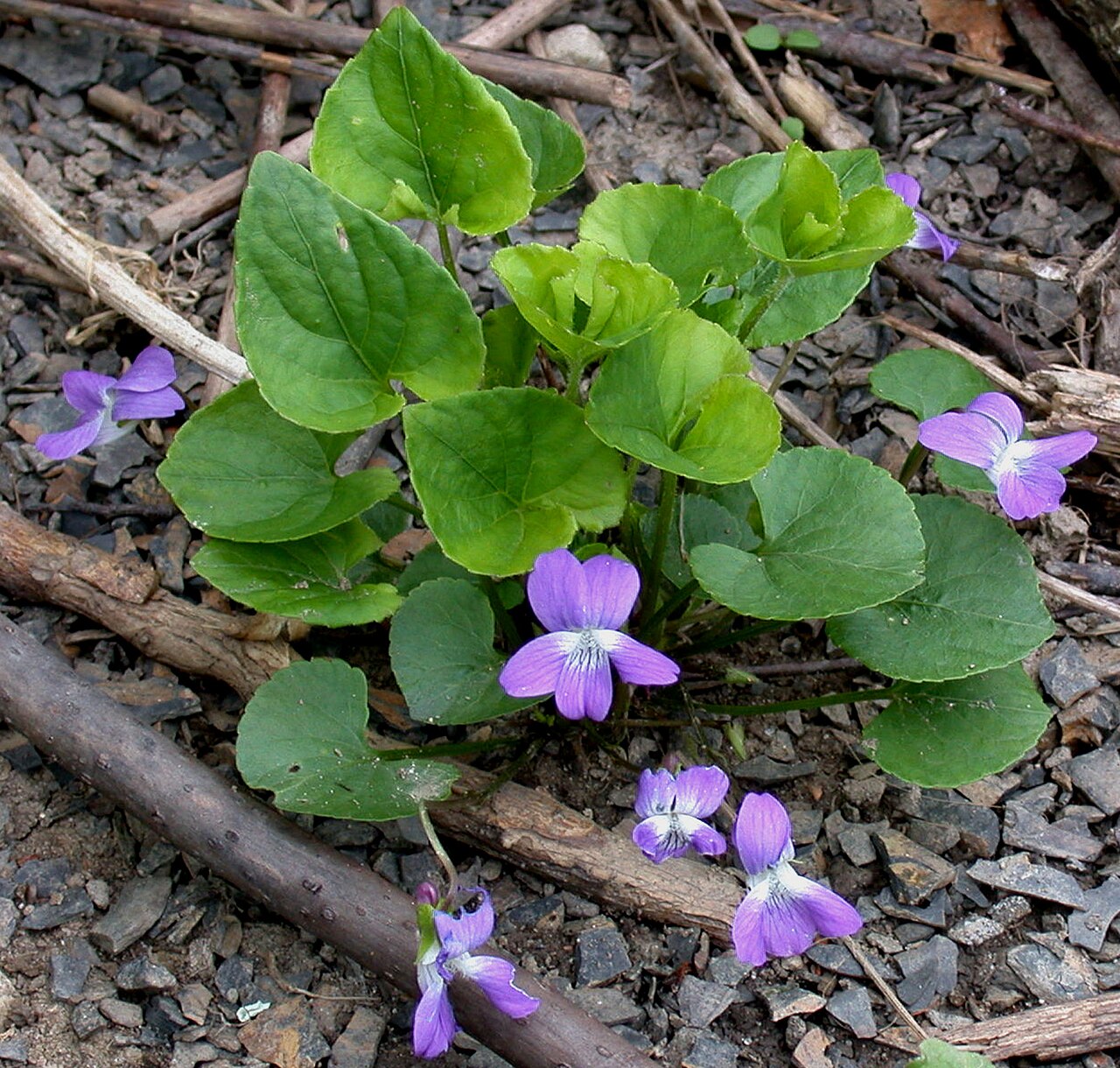 Marsh Blue Violet (Viola cucullata) - PlantNative.org Marsh blue violet flowering in natural habitat, photographed by Gilles Ayotte.