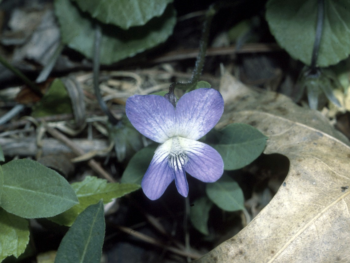 Marsh Blue Violet (Viola cucullata) - PlantNative.org Marsh blue violet flower from the USDA NRCS Northeast wetland flora collection.