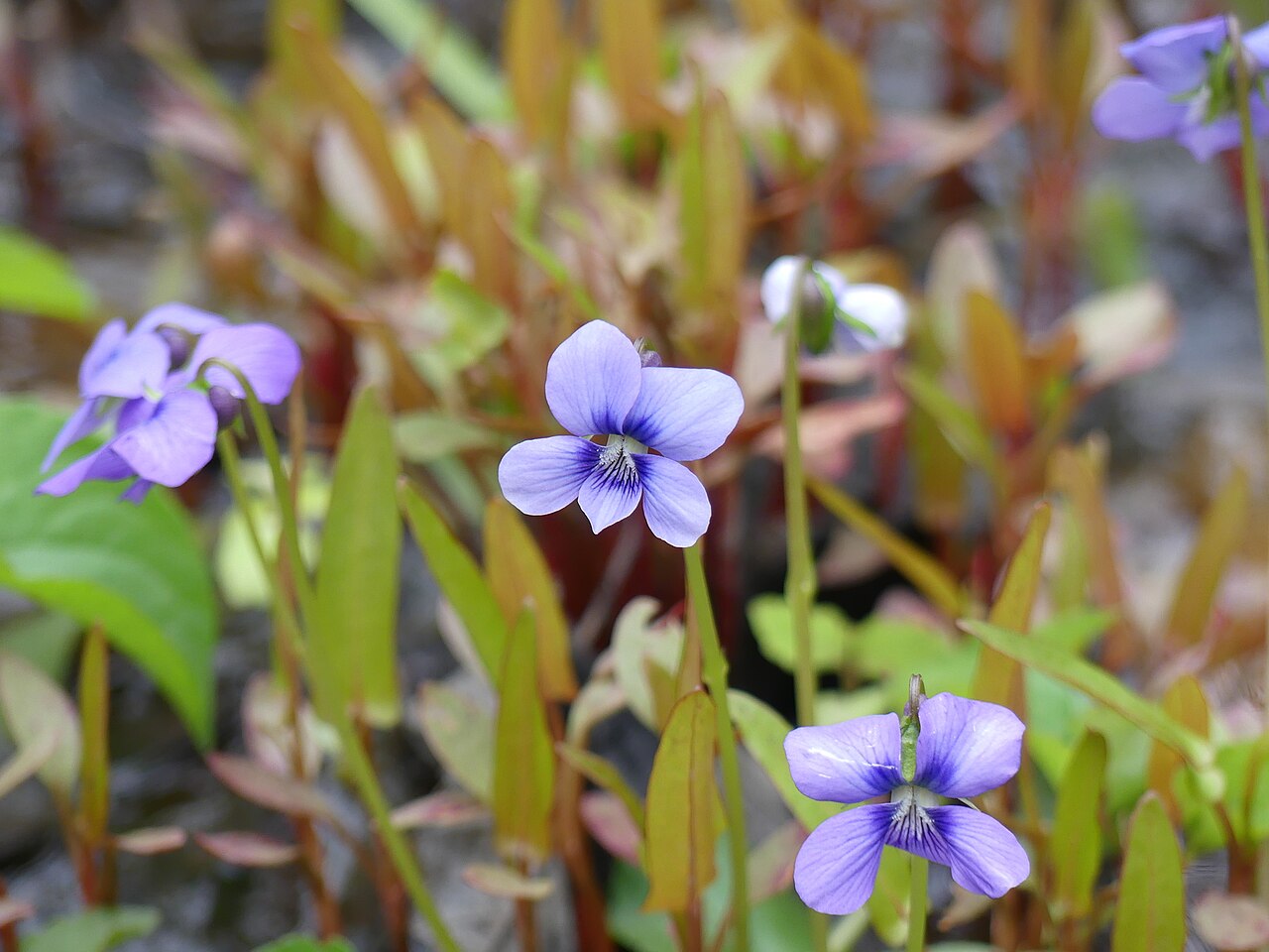 Marsh Blue Violet (Viola cucullata) - PlantNative.org Long-stalked marsh blue violet flowers above partially inundated plants.