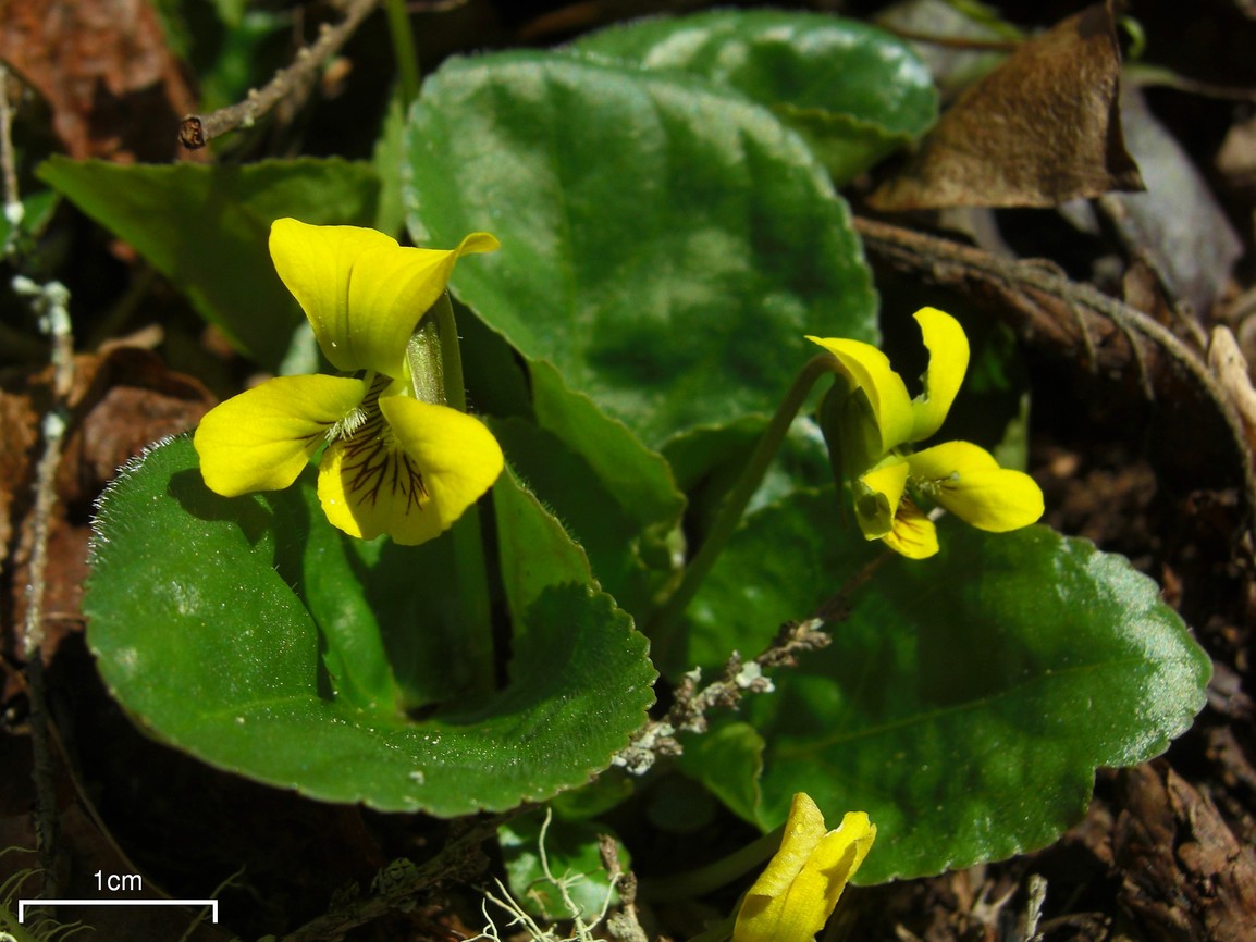 Round-leaved Yellow Violet (Viola rotundifolia) - PlantNative.org Round-leaved yellow violet flowering in the Smoky Mountains of North Carolina.