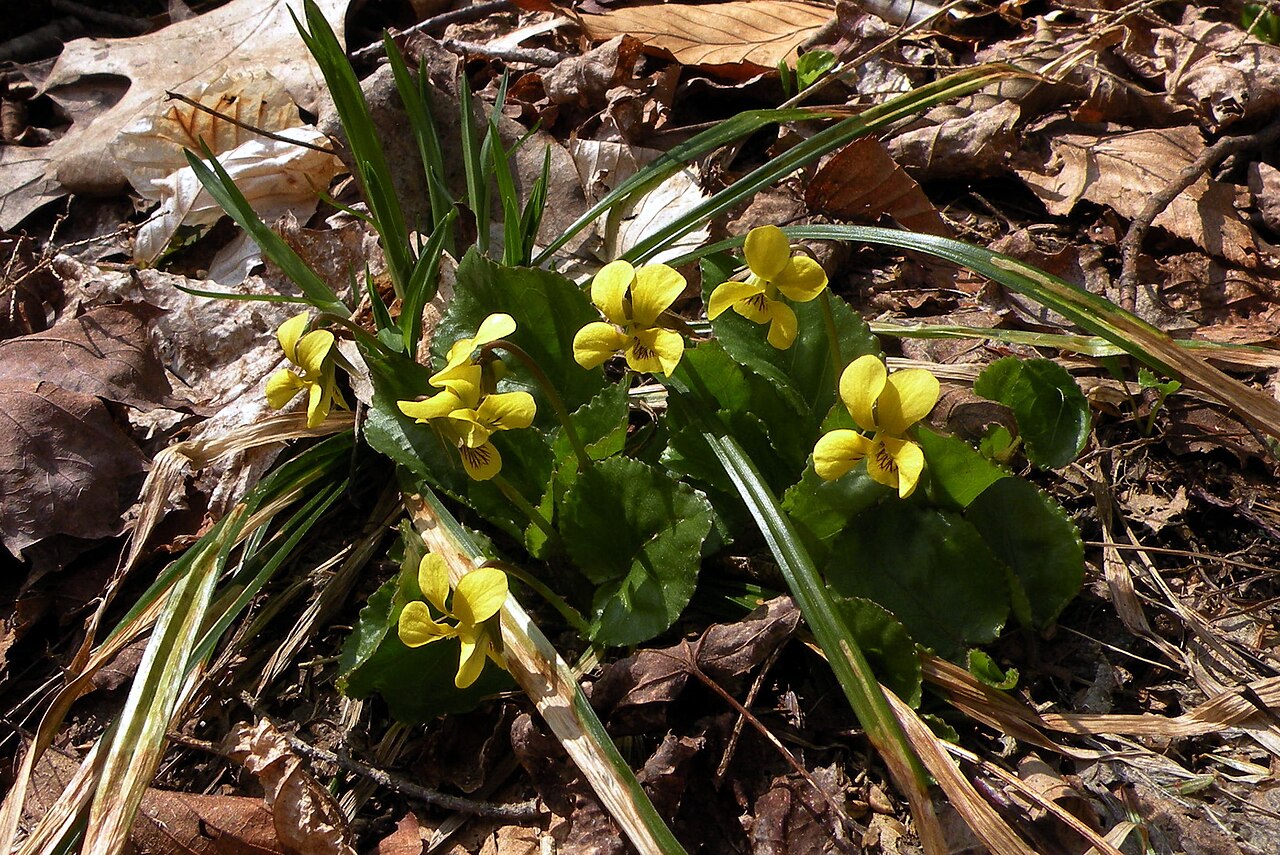 Round-leaved Yellow Violet (Viola rotundifolia) - PlantNative.org Early spring flowers and emerging leaves of round-leaved yellow violet in North Canaan, Connecticut.