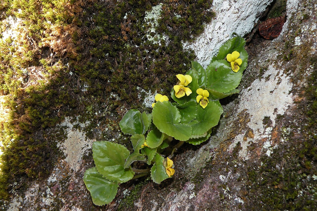 Round-leaved Yellow Violet (Viola rotundifolia) - PlantNative.org Round-leaved yellow violet growing beside mossy rock in Ashford, Connecticut.