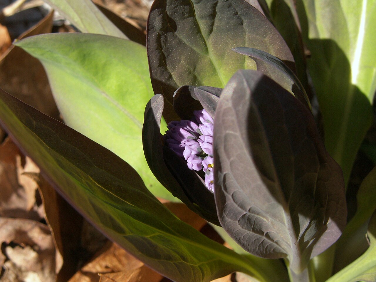 Virginia bluebells (Mertensia virginica) in early spring with bronze-purple emerging leaves wrapped around a cluster of lavender flower buds