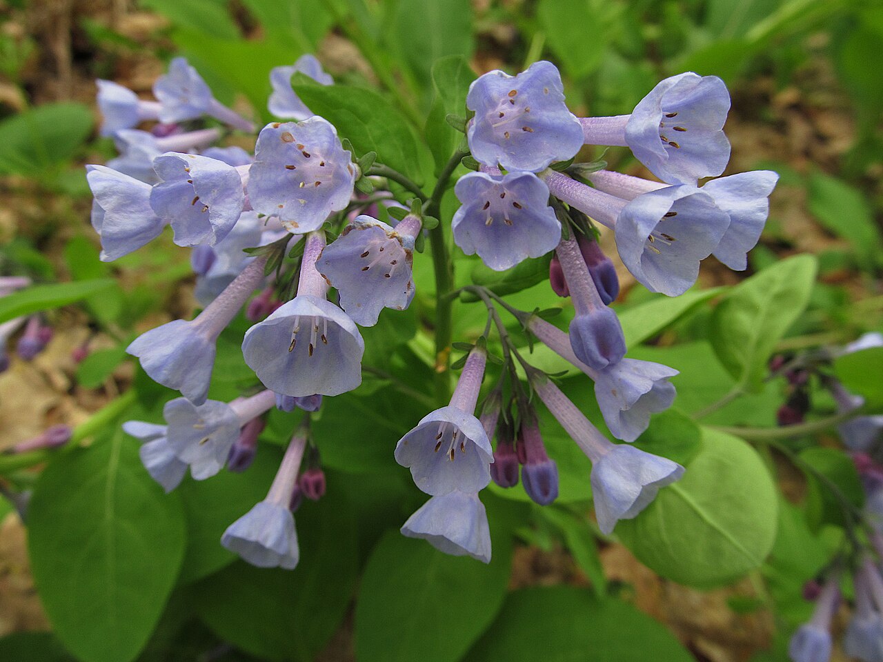 Virginia bluebells (Mertensia virginica) flower cluster with pale blue trumpet flowers and pink-tinged buds above smooth gray-green leaves