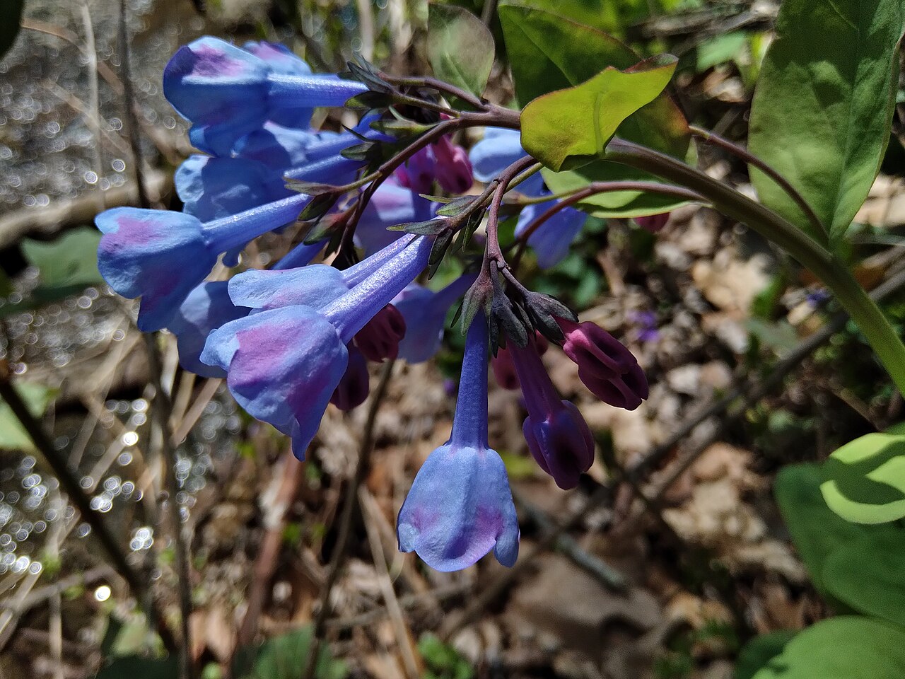 Virginia bluebells (Mertensia virginica) flower cluster showing pink-purple buds and sky-blue open trumpets beside a stream