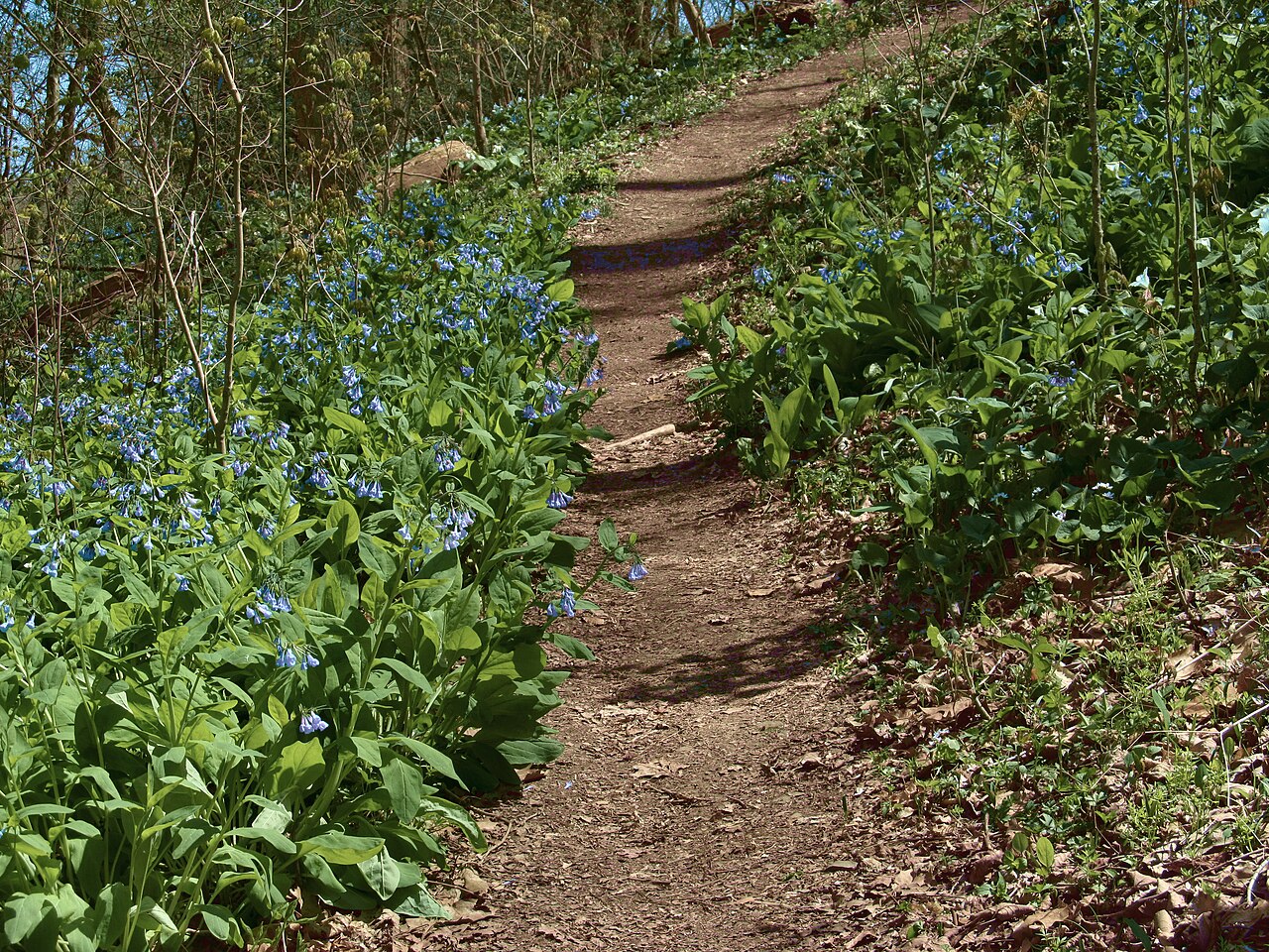 Drifts of Virginia bluebells (Mertensia virginica) blooming along a woodland trail on a moist wooded slope