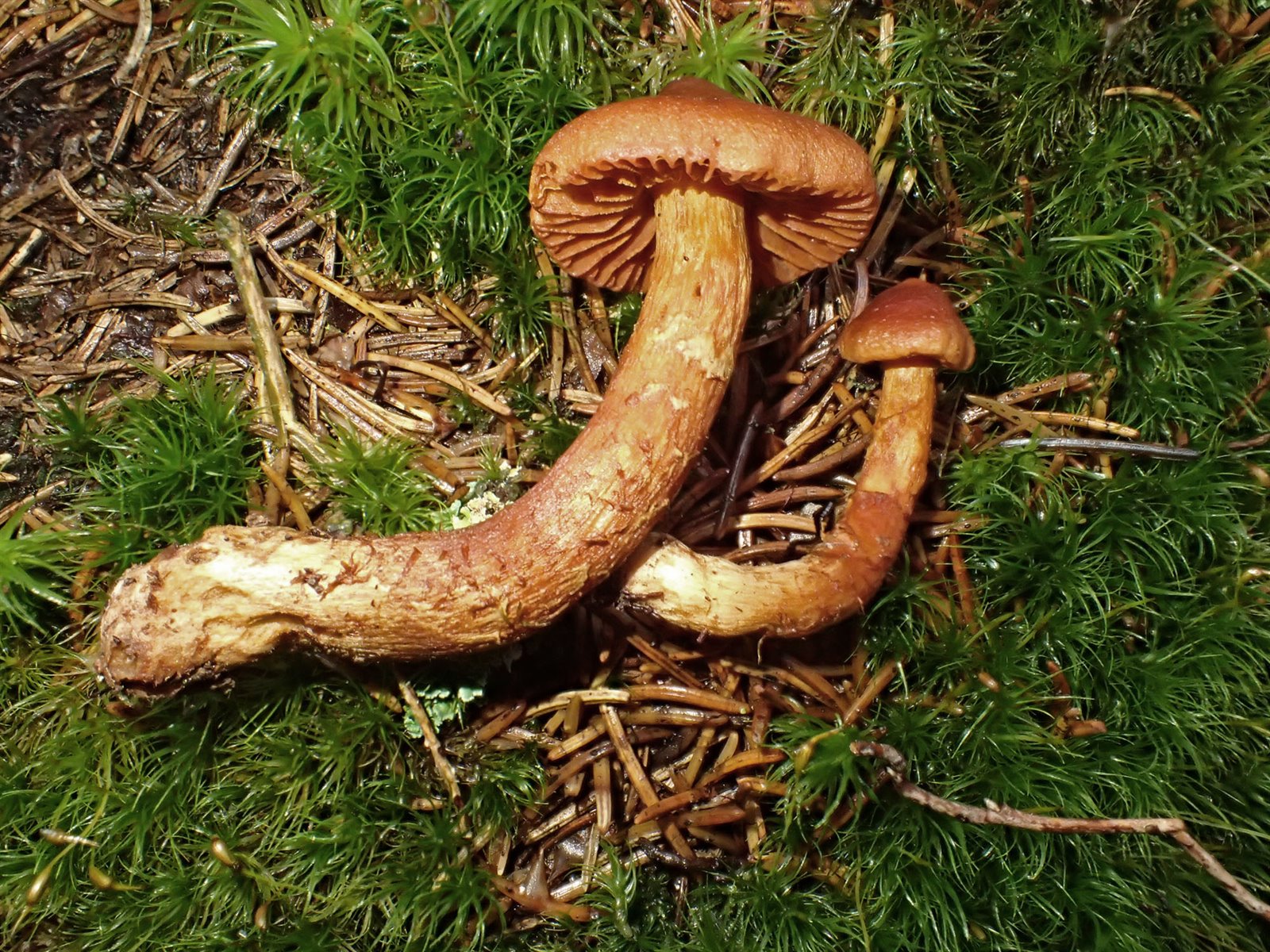 What is a Toadstool? A Clear and Neutral Explanation - PlantNative.org Orange-brown deadly webcap mushrooms with rusty gills growing in moss