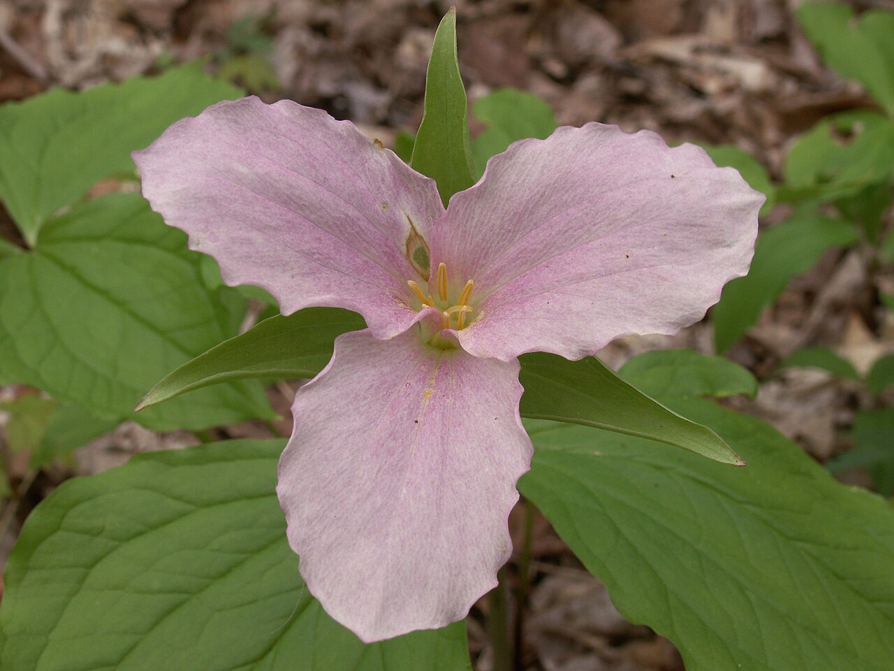 White Trillium (Trillium grandiflorum) - PlantNative.org White Trillium (Trillium grandiflorum) flower fading from white to rose-pink as it ages, with wavy-edged petals