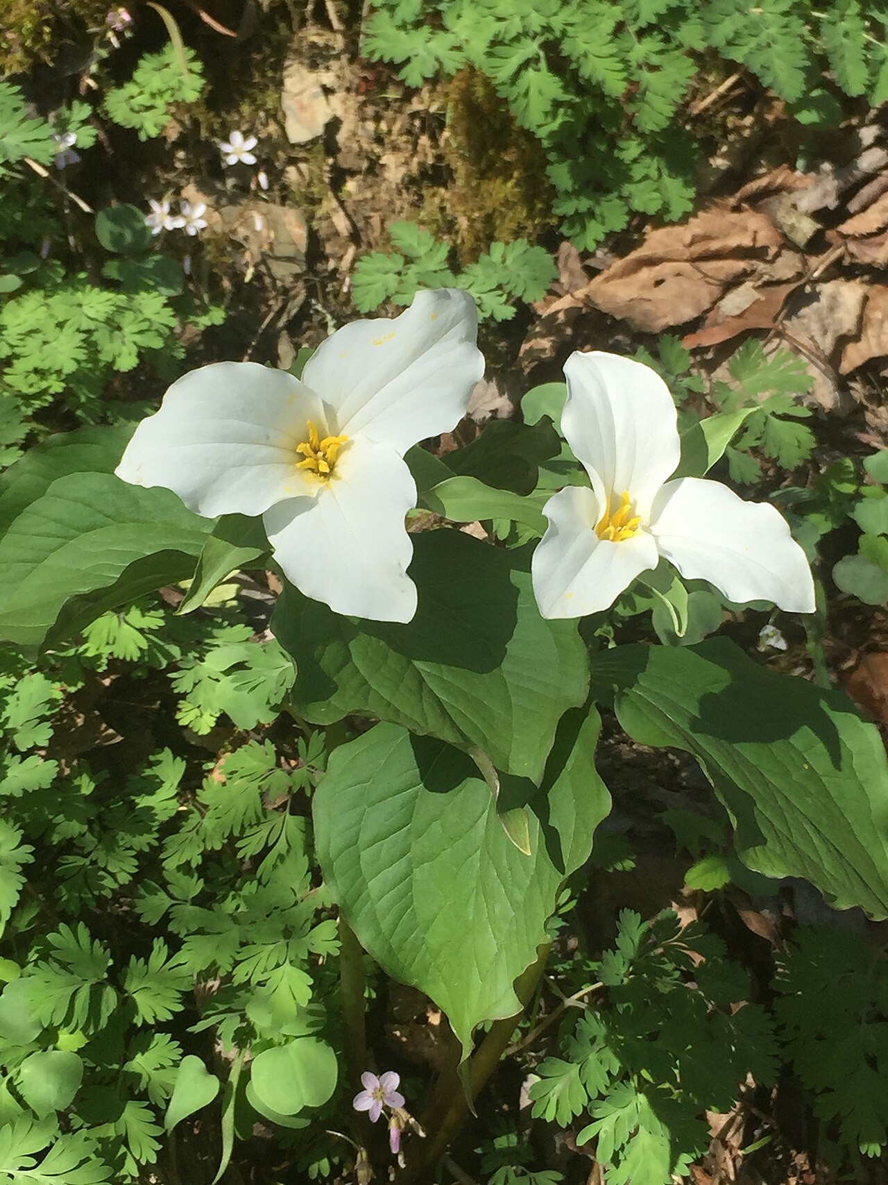 White Trillium (Trillium grandiflorum) - PlantNative.org Two White Trillium (Trillium grandiflorum) plants blooming among rue anemone and toothwort foliage on an Appalachian forest floor