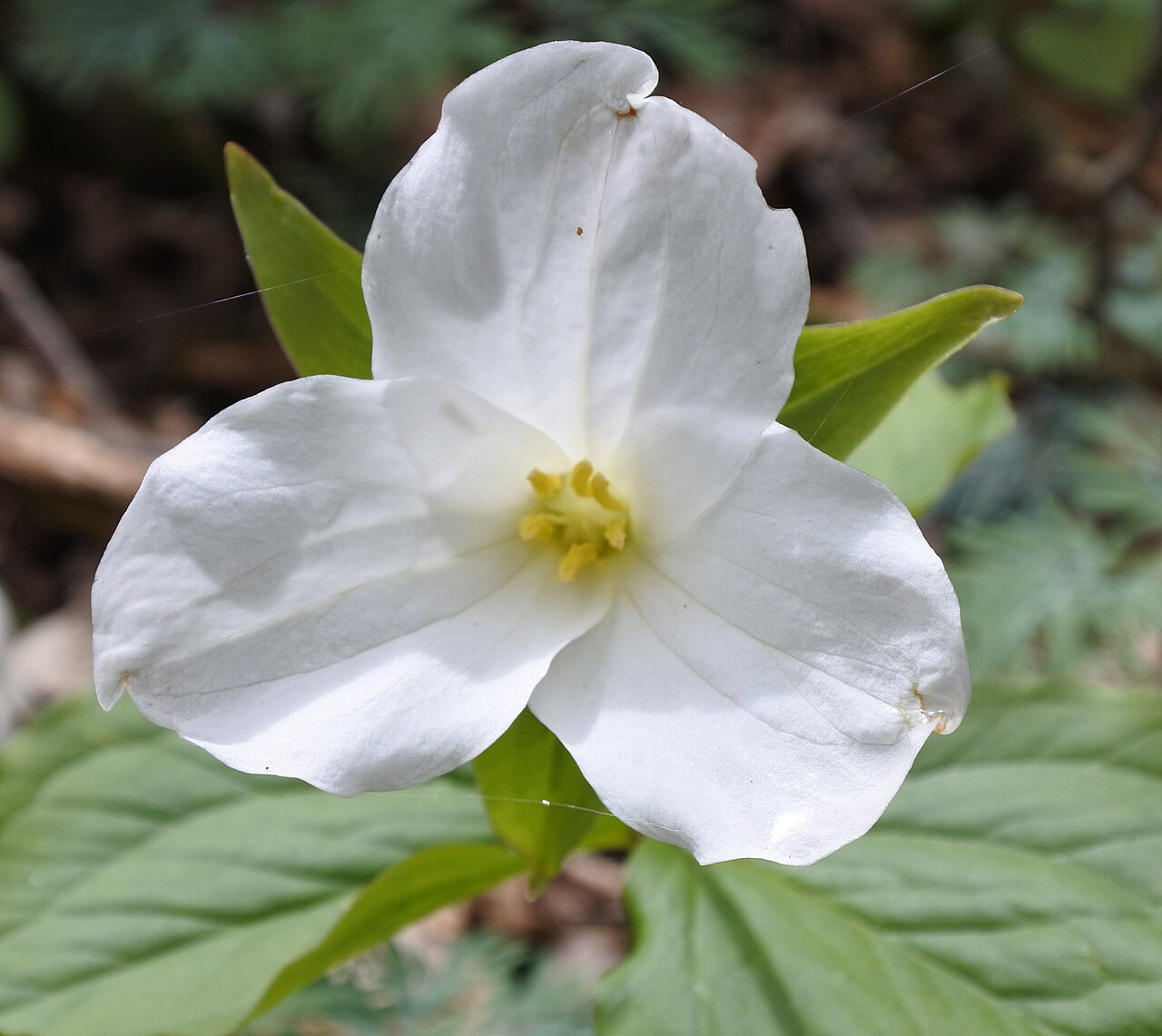 White Trillium (Trillium grandiflorum) - PlantNative.org White Trillium (Trillium grandiflorum) in full bloom with three broad white petals, yellow anthers and three whorled green leaves
