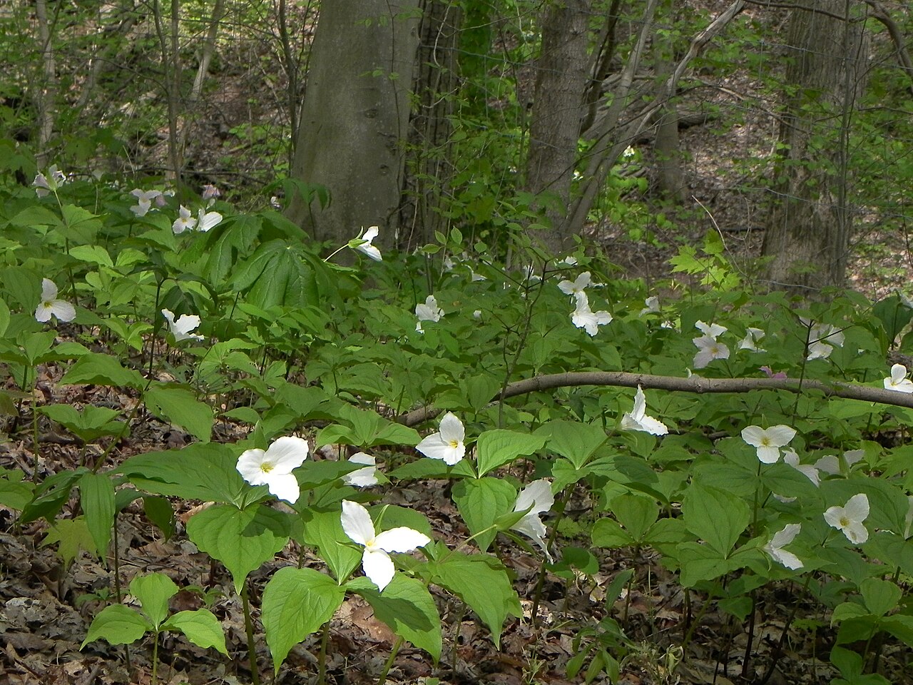 White Trillium (Trillium grandiflorum) - PlantNative.org A woodland colony of White Trillium (Trillium grandiflorum) in flower beneath hardwoods on a forested slope