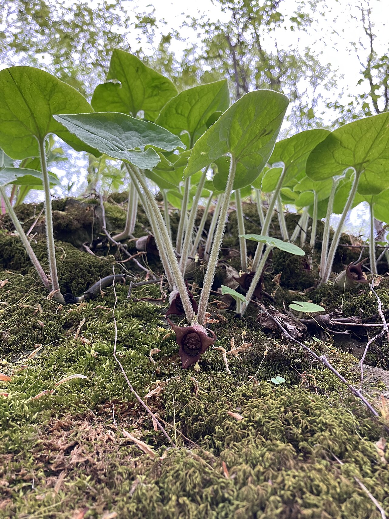 Wild Ginger (Asarum canadense) - PlantNative.org Wild Ginger (Asarum canadense): flower at ground level