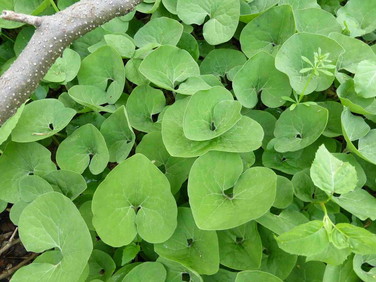 Wild Ginger (Asarum canadense) - PlantNative.org Wild Ginger (Asarum canadense): foliage colony