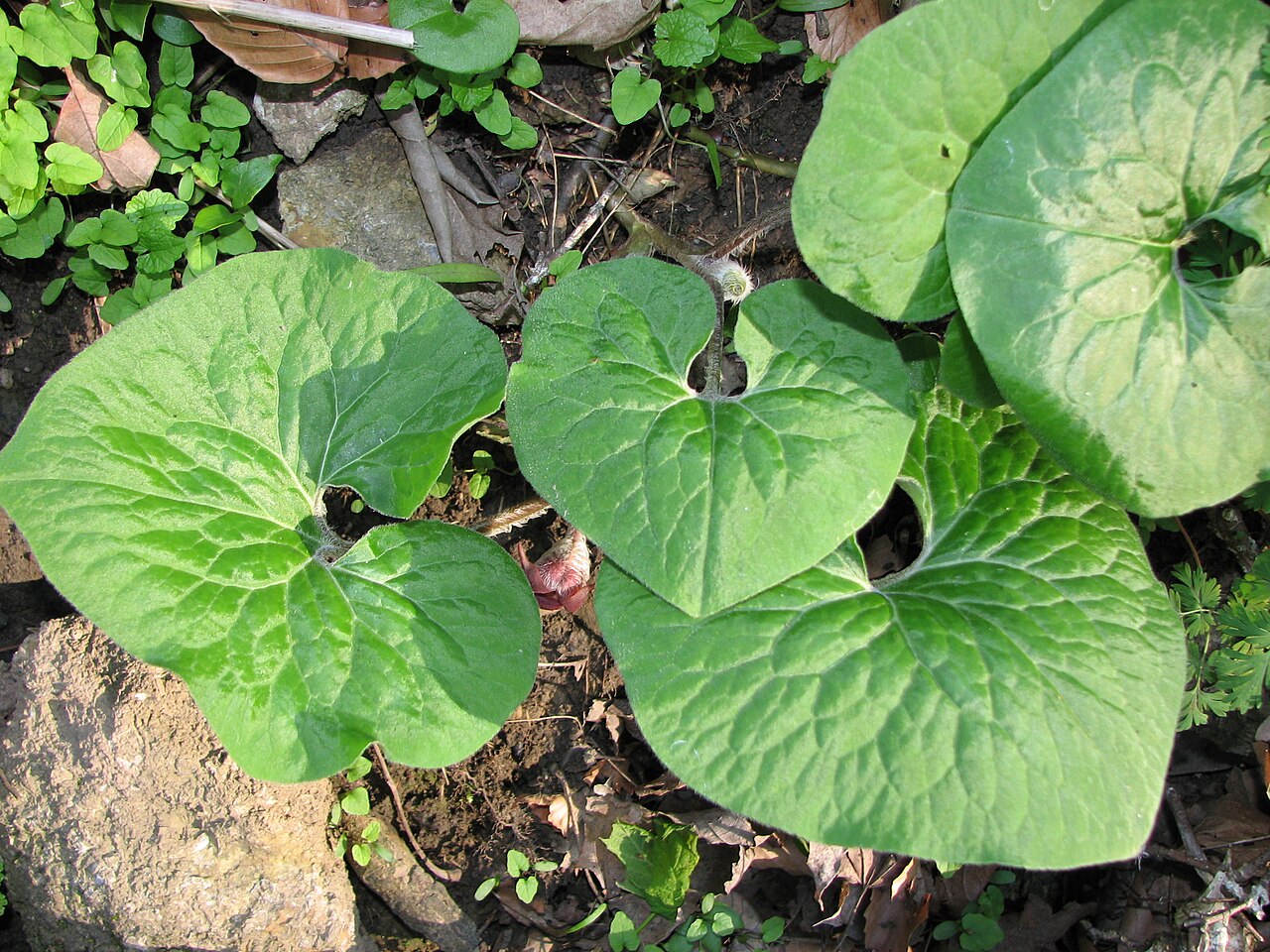 Wild Ginger (Asarum canadense) - PlantNative.org Wild Ginger (Asarum canadense): hero leaves flower