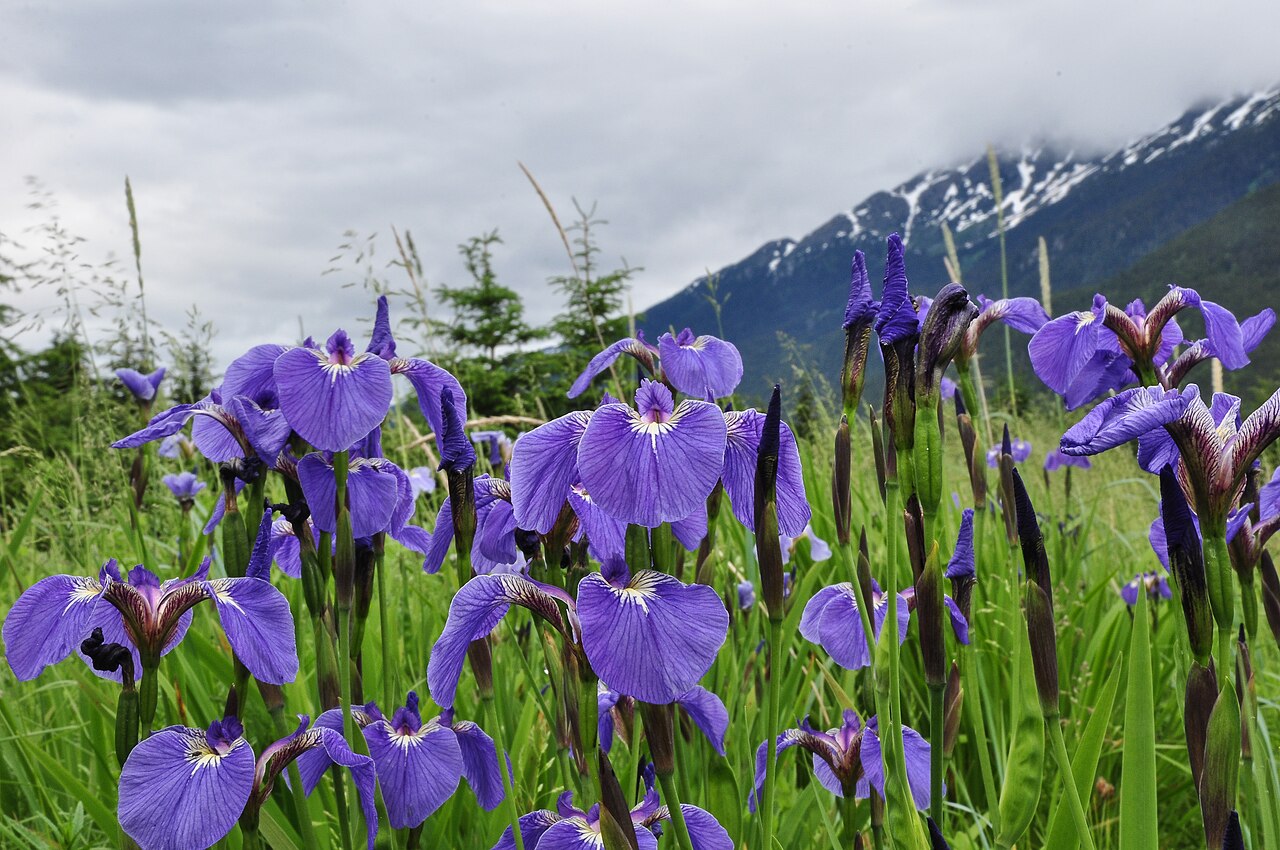 Wildflag Iris (Iris setosa) - PlantNative.org Purple wild iris flowers and sword-shaped leaves below Alaska mountains