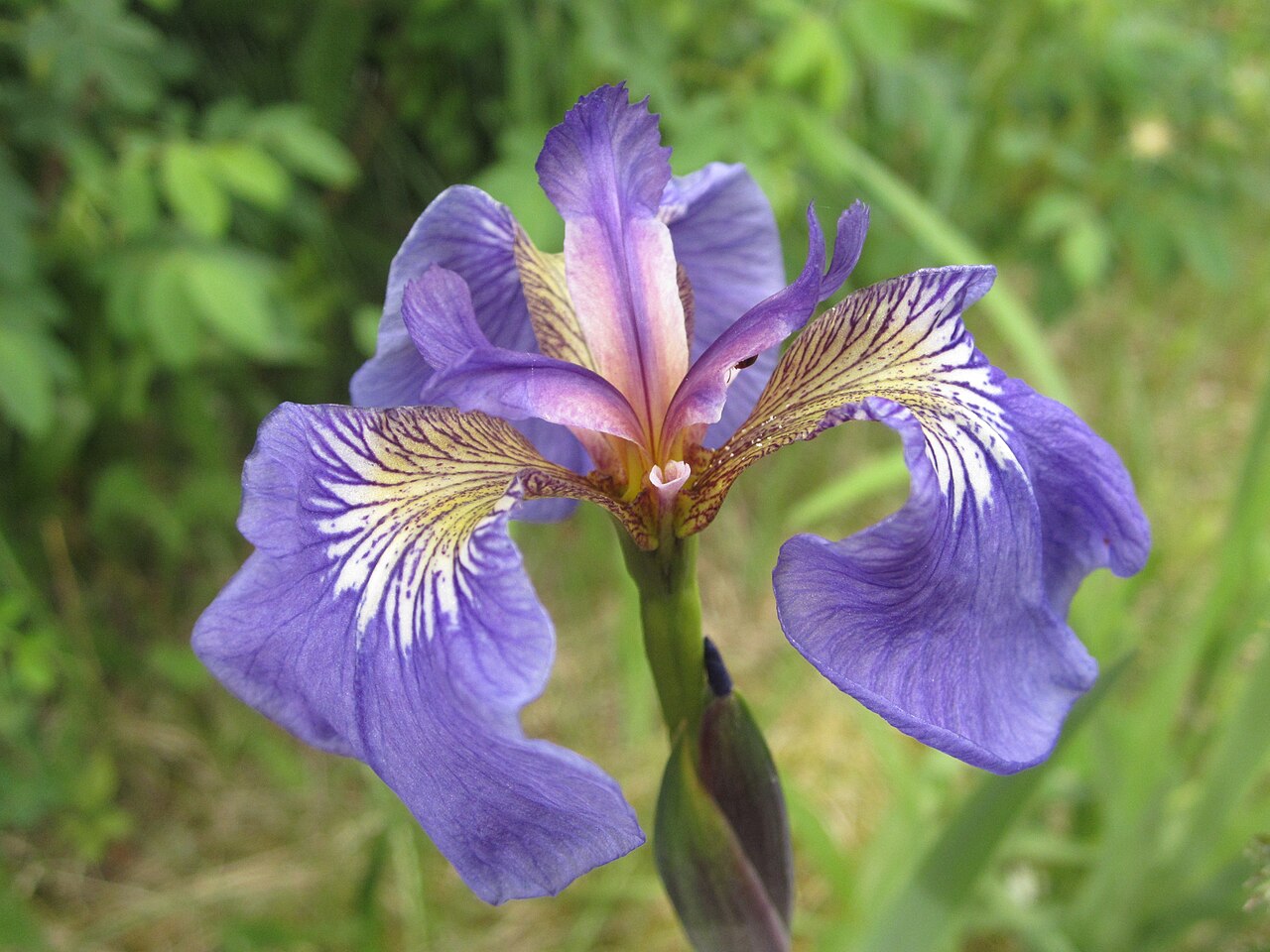 Wildflag Iris (Iris setosa) - PlantNative.org Wild iris flower at Dyea with broad purple falls and small upper floral parts