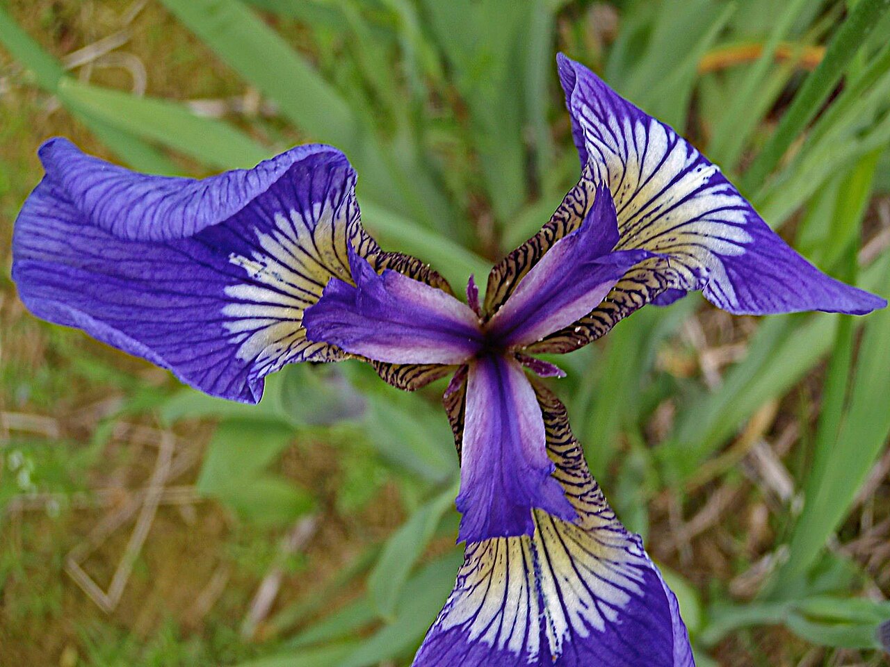 Wildflag Iris (Iris setosa) - PlantNative.org Iris setosa flower showing three broad purple falls with pale veined bases