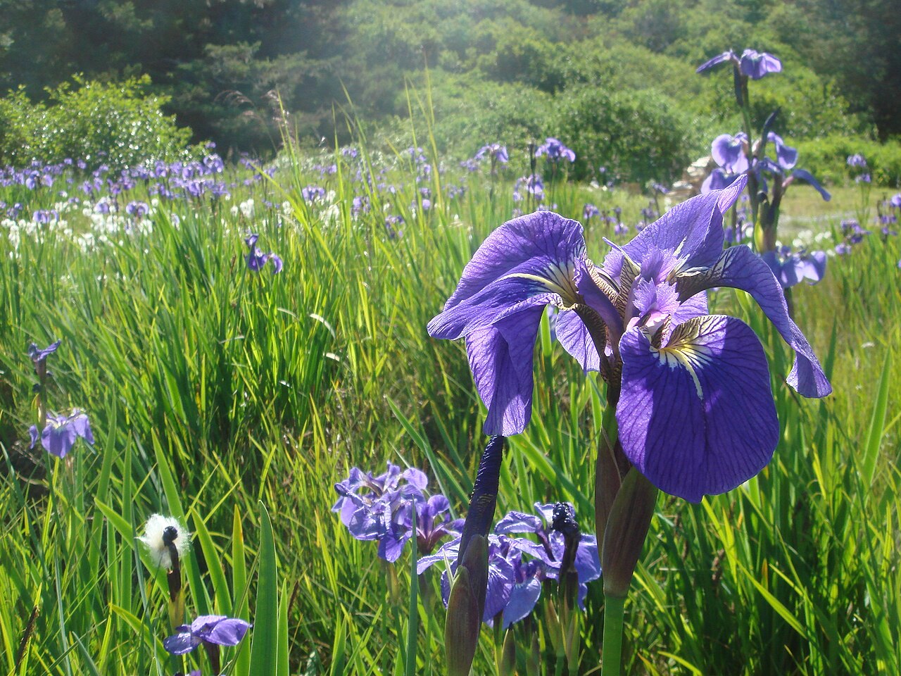 Wildflag Iris (Iris setosa) - PlantNative.org Wild iris colony flowering among other meadow plants on Raspberry Island in Alaska