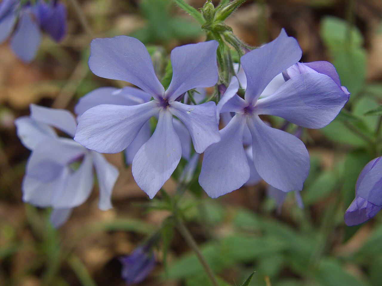 Woodland Phlox (Phlox divaricata) - PlantNative.org Close-up of Woodland Phlox (Phlox divaricata) flowers showing five lavender-blue petals with notched tips