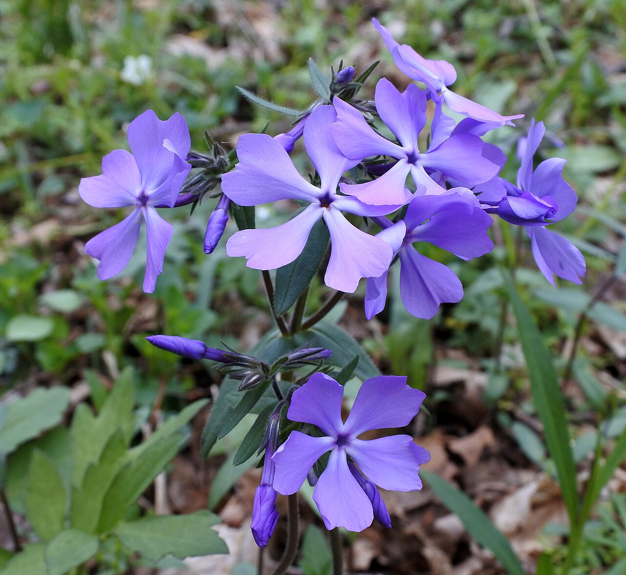 Woodland Phlox (Phlox divaricata) - PlantNative.org Woodland Phlox (Phlox divaricata) cluster of violet-blue flowers with dark green leaves in an Ohio woodland