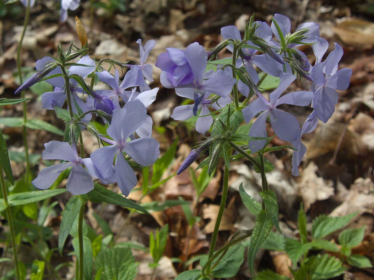 Woodland Phlox (Phlox divaricata) - PlantNative.org Woodland Phlox (Phlox divaricata) flowering stems with opposite hairy leaves and sticky calyces above leaf litter
