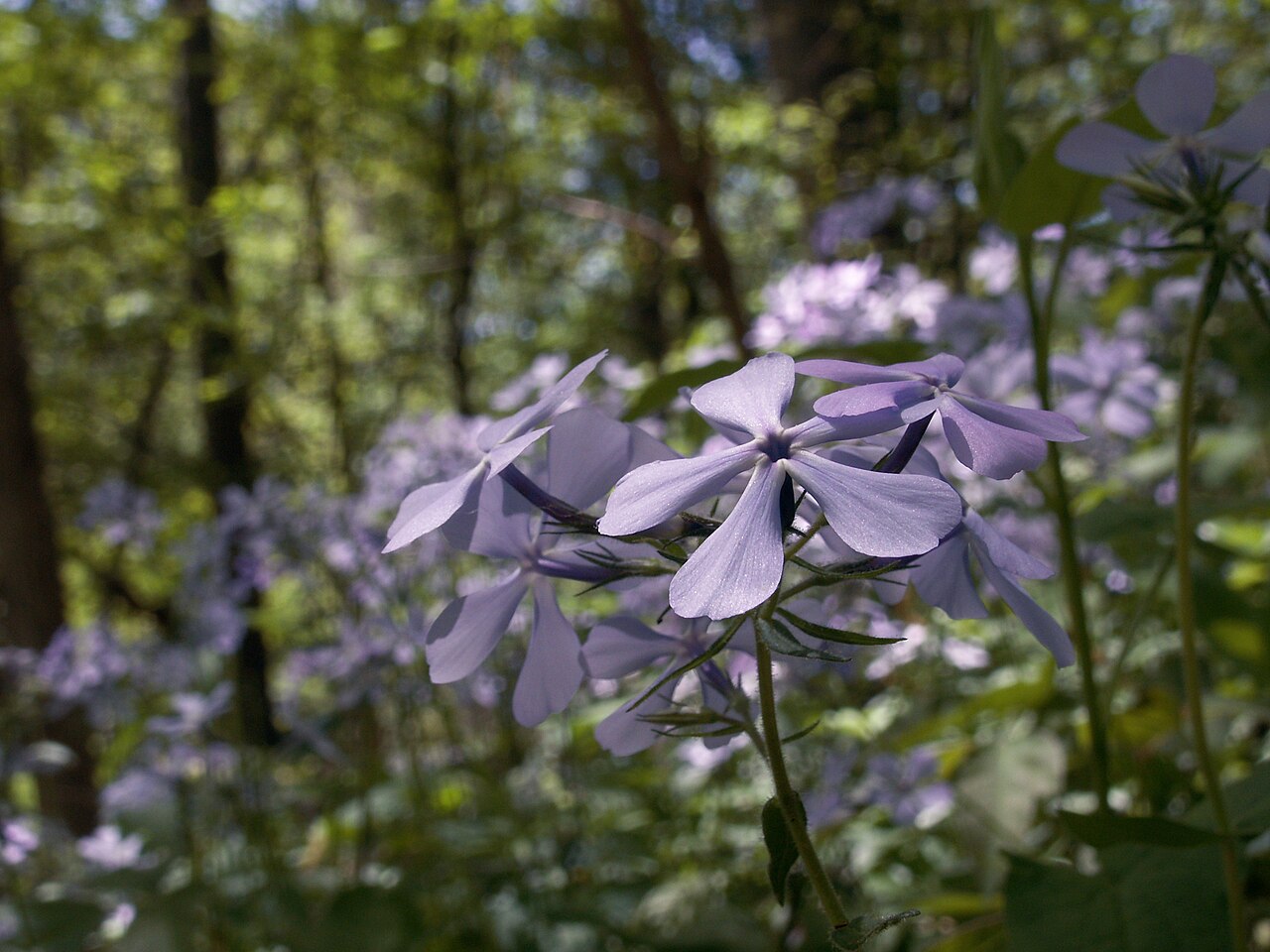 Woodland Phlox (Phlox divaricata) - PlantNative.org Drift of Woodland Phlox (Phlox divaricata) blooming beneath hardwood trees in spring