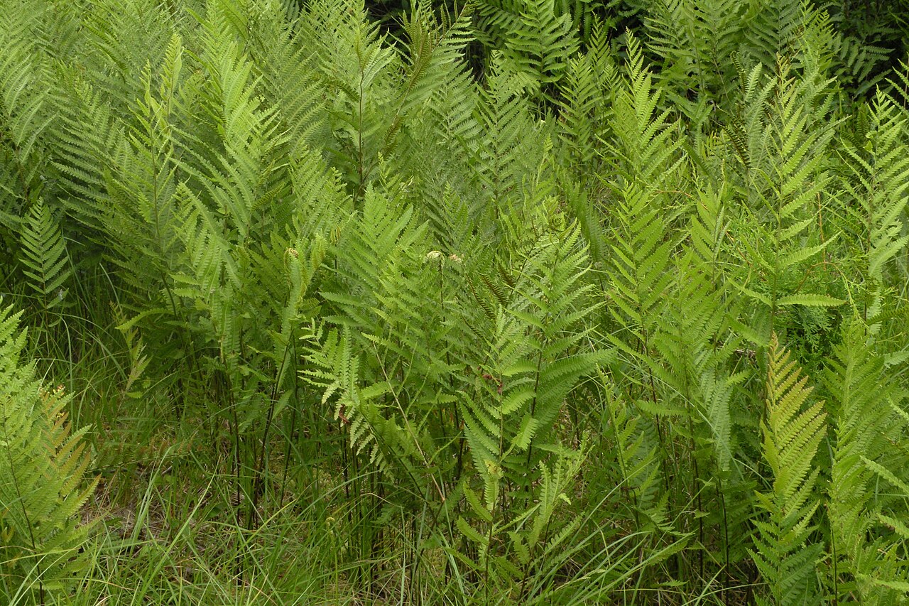 Virginia Chain Fern (Woodwardia virginica) - PlantNative.org Virginia chain fern colony photographed in Charlestown, Rhode Island.
