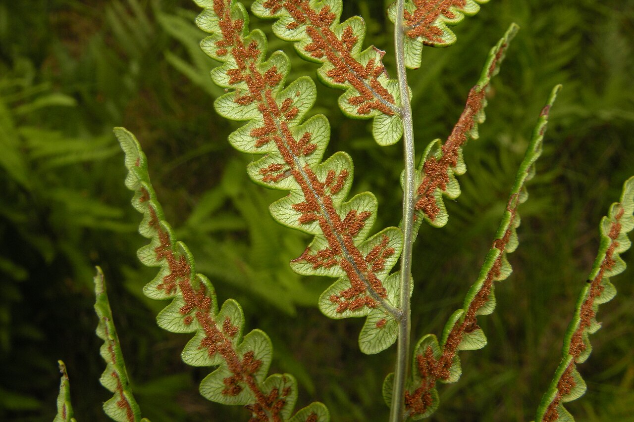 Virginia Chain Fern (Woodwardia virginica) - PlantNative.org Elongated chainlike sori on the underside of a fertile Virginia chain fern frond.