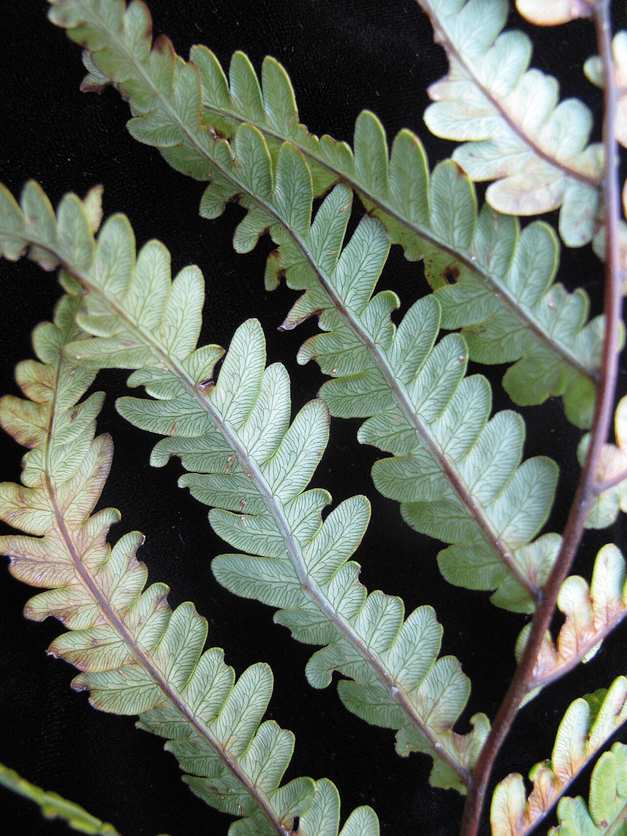 Virginia Chain Fern (Woodwardia virginica) - PlantNative.org Underside venation of Virginia chain fern, photographed under the synonym Anchistea virginica.