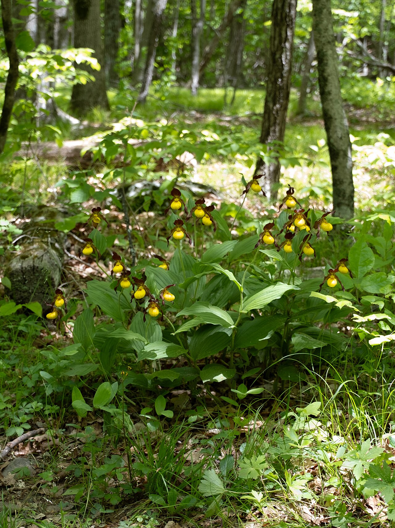Yellow Lady’s Slipper (Cypripedium parviflorum) - PlantNative.org Yellow Lady’s Slipper (Cypripedium parviflorum): colony habitat