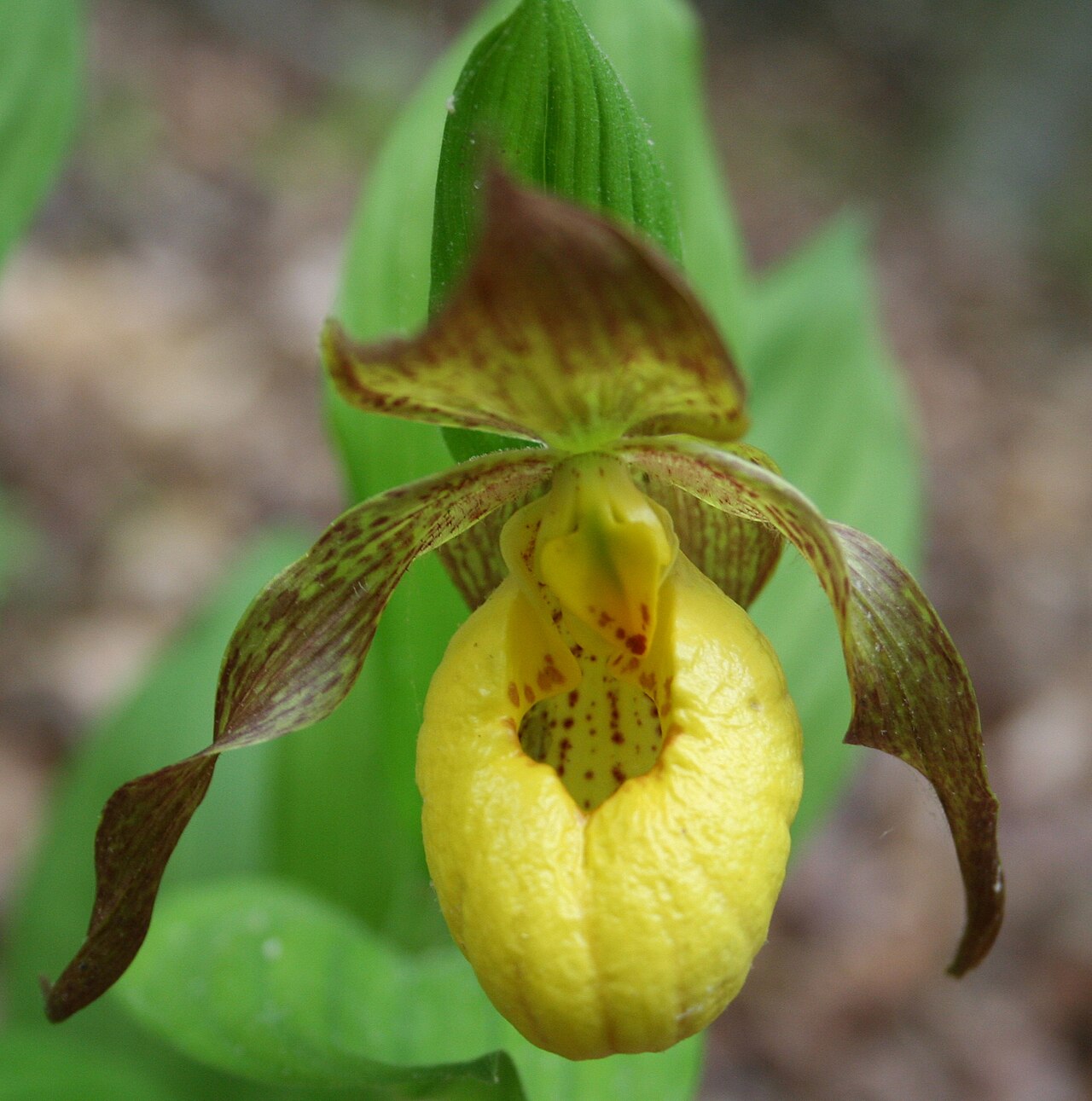 Yellow Lady’s Slipper (Cypripedium parviflorum) - PlantNative.org Yellow Lady’s Slipper (Cypripedium parviflorum): flower closeup