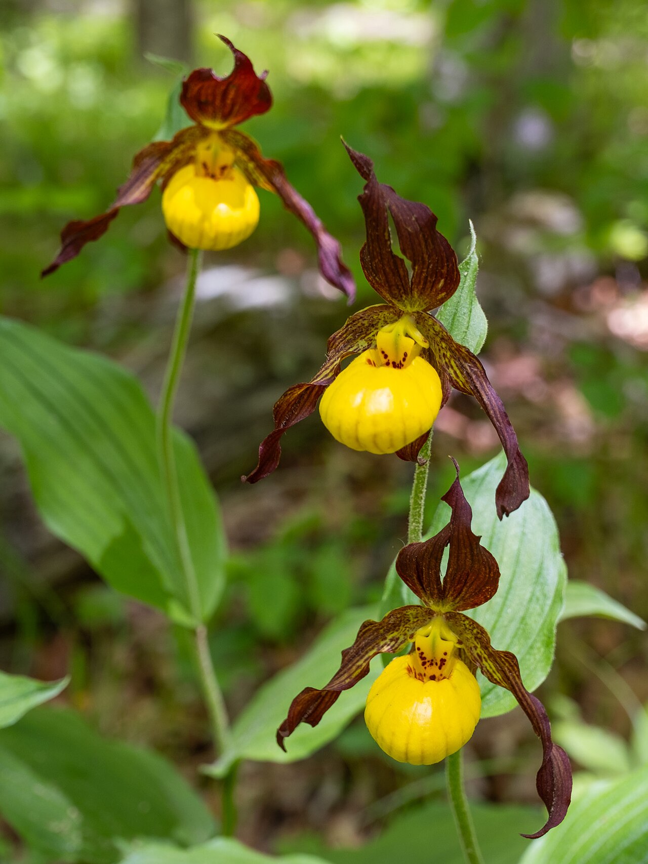 Yellow Lady’s Slipper (Cypripedium parviflorum) - PlantNative.org Yellow Lady’s Slipper (Cypripedium parviflorum): hero flower trio
