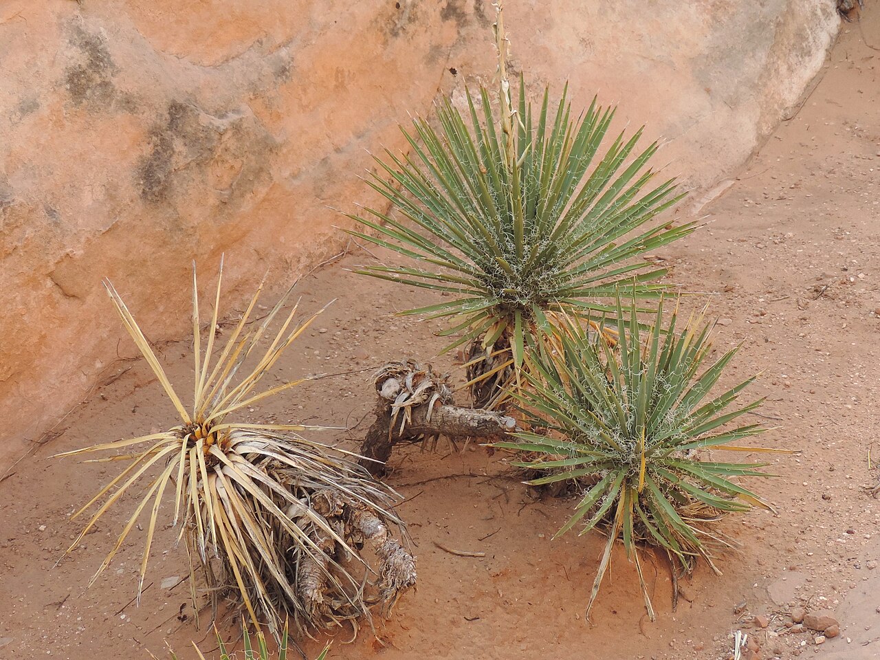 Harriman’s Yucca (Yucca harrimaniae) - PlantNative.org Harriman’s yucca rosettes growing on sandstone in Arches National Park, Utah