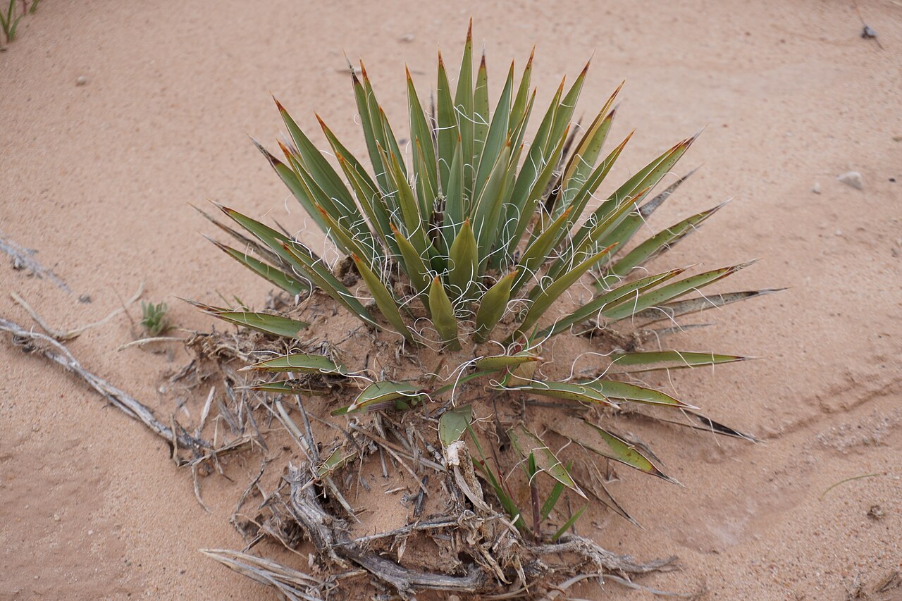 Harriman’s Yucca (Yucca harrimaniae) - PlantNative.org Voucher-documented Harriman’s yucca growth habit in Utah