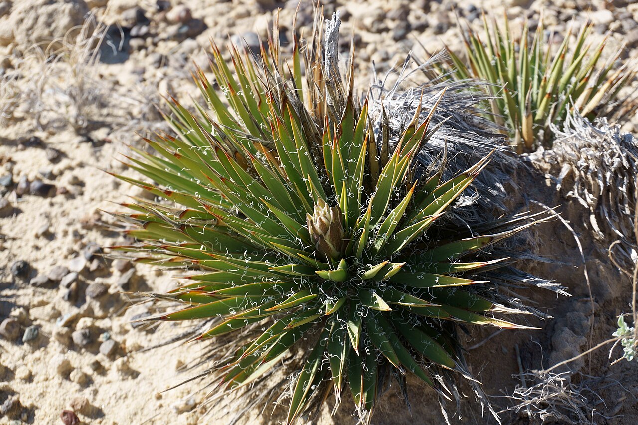 Harriman’s Yucca (Yucca harrimaniae) - PlantNative.org Developing Harriman’s yucca inflorescence in its Utah habitat