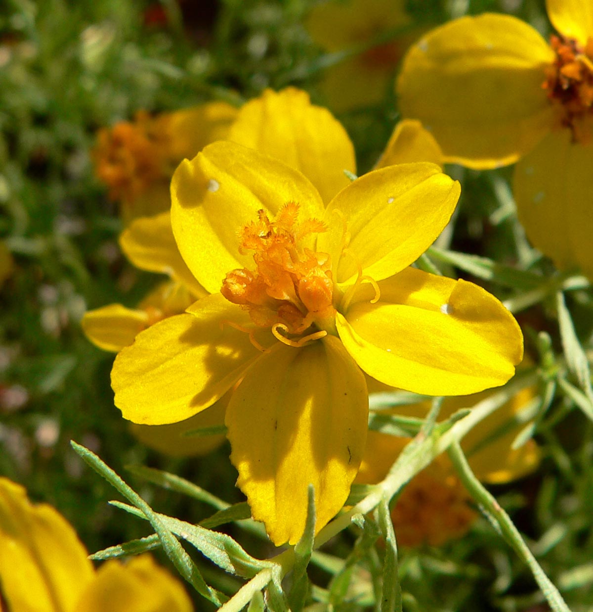 Prairie Zinnia (Zinnia grandiflora) - PlantNative.org Zinnia grandiflora foliage and growth habit