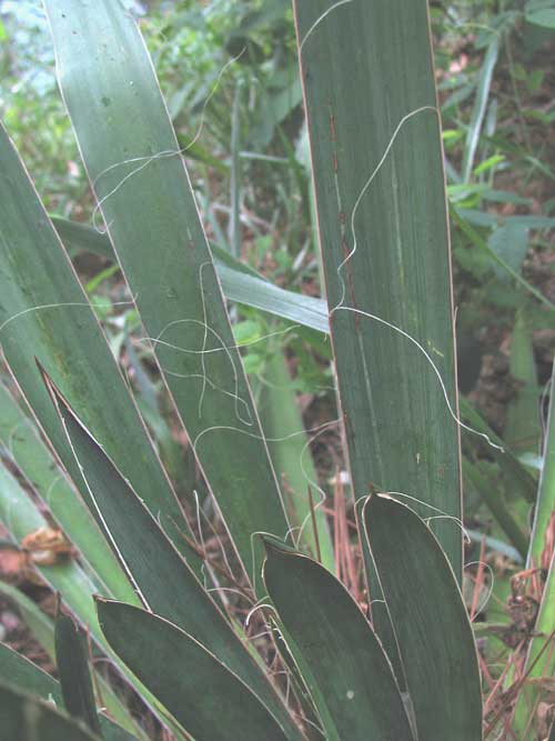 Close-up of Adam's Needle (Yucca filamentosa) leaf margins showing the curly, thread-like filaments