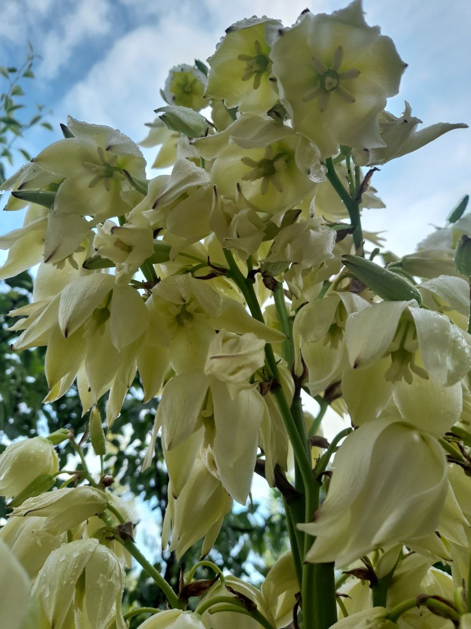 Cluster of creamy white, bell-shaped Adam's Needle (Yucca filamentosa) flowers on the summer flower stalk