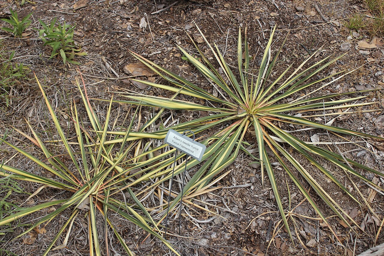Adam’s Needle (Yucca filamentosa)