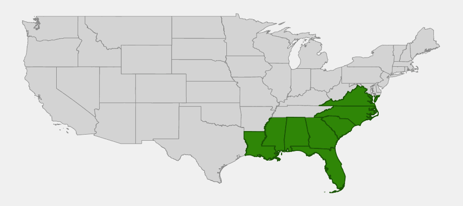 Native range map of Adam's Needle (Yucca filamentosa) highlighting Virginia, North Carolina, South Carolina, Georgia, Florida, Alabama, Mississippi and Louisiana