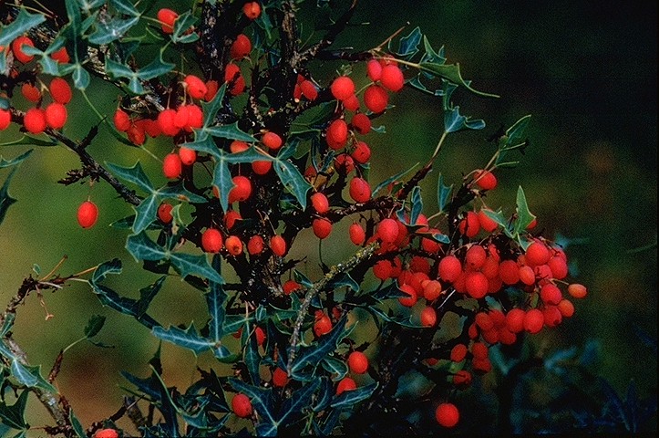 Agarita (Mahonia trifoliolata) - PlantNative.org Agarita branch loaded with ripe red berries among spiny holly-like leaves